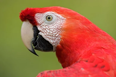 Parrot Wallpapers