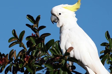 White Parrot Wallpapers.jpg