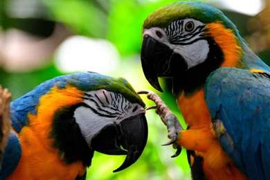 Parrot Wallpapers