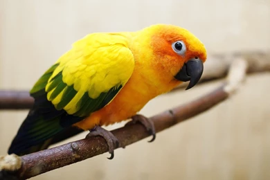 High Definition Parrot Wallpapers For Free Download