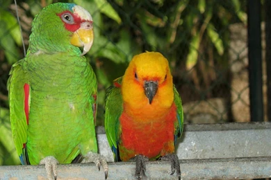Parrot Wallpapers   Animals Town