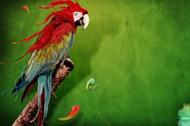 Parrot HD Desktop Wallpapers : Widescreen : High Definition ...