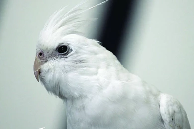 Grey parrot wallpapers
