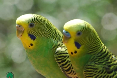 Wallpapers Parrot 028199 Wallpapers