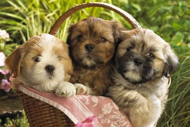 Free Cute Puppy Wallpapers   Wallpapers Cave