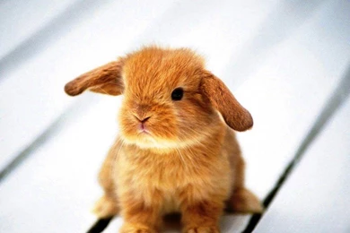 Cute Animal Wallpapers For Desktop Cute Bunnies Photos Of Cute ...