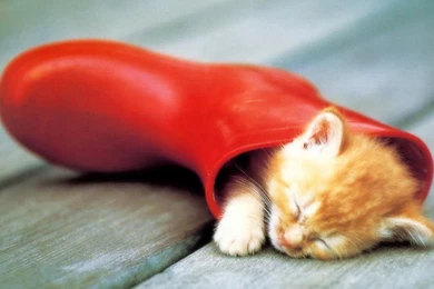 Free Animal Desktop Wallpapers ~ Toptenpack.com