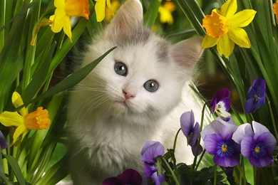 CUTE CAT SMILE TUMBLR WALLPAPER WALLF1022