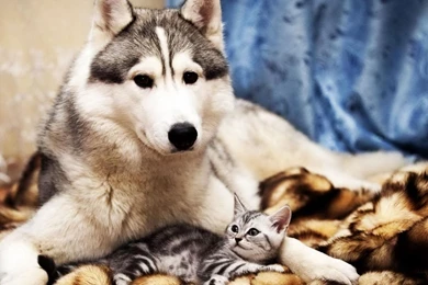 Cute Animal Wallpaper Images