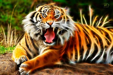 Tigre Wallpapers By Aldebaran2003 On DeviantArt