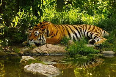 Descargar Fondos De Pantalla Tigre Apple Hd Widescreen Gratis ...