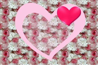 1600 rose pink love wallpaper.jpg