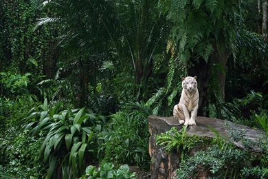 African, Tiger, Picture (