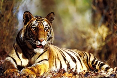 Tigre Fantastic Wallpapers Free Picture Free Picture