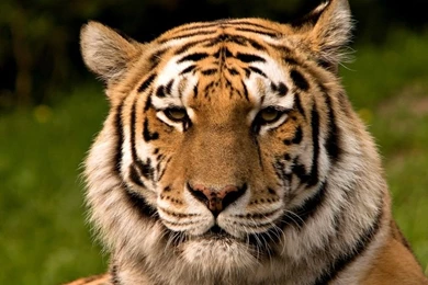 Tiger Public Domain Wallpapers   714868