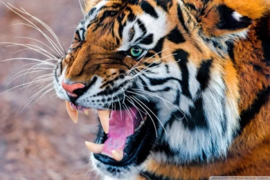 Snarling Tiger HD Desktop Wallpapers : Widescreen : High Definition ...