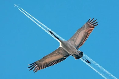 Abstract Bird Vs Aeroplane wide wallpaper full screen for desktop background image free.jpg