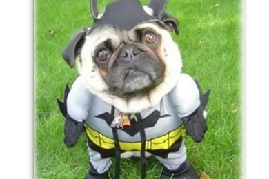 Ugly Dog Wallpapers   The Dog Wallpapers   Best The Dog Wallpapers