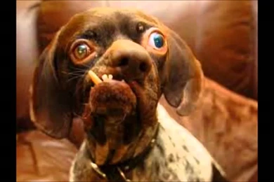 Ugly Dog Wallpapers   Wallpapers Cave