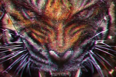 iPhone 4/s Tiger Wallpapers HD By FRZHdzn On DeviantArt