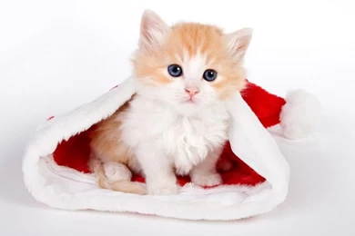 Sweet Christmas Kitten   Christmas Wallpapers And Christmas ...