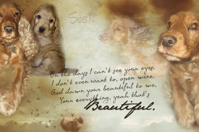 Susi, The Dog From My Best Friend.. [Wallpaper] By ...
