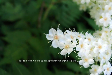 Christian Wallpapers With Bible Verses 1024x768 NO.40 Desktop ...