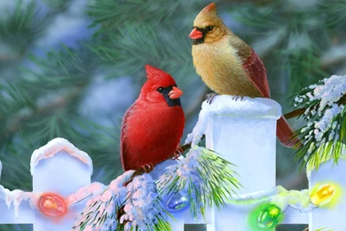 Winter Cardinal Bird HD PC Wallpapers 3866   HD Wallpapers Site