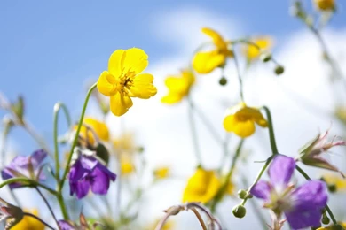 Spring Flowers Pictures Free   Wallpapers High Definition