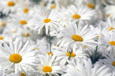 Spring Flowers Wallpapers   5405