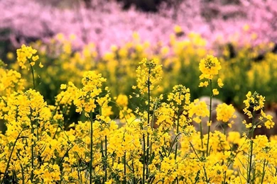 Desktop Flower Wallpapers   Beautiful Flower Wallpapers