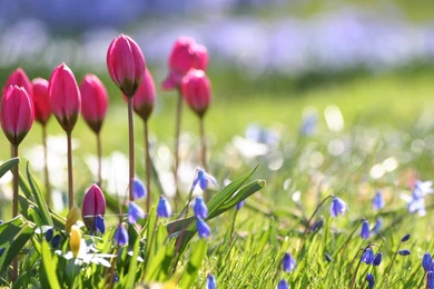 Spring Flowers HD Desktop Backgrounds Wallpapers 7524   HD ...