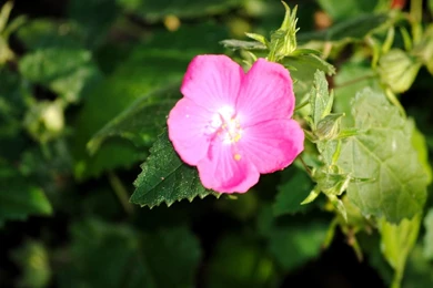 Pink Spring Flowers Wallpapers – Free Full Hd Wallpapers For 1080p ...