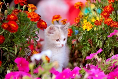 Spring Kitten Computer Wallpapers, Desktop Backgrounds