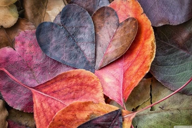 Fall In Love HD Desktop Wallpapers : Widescreen : High Definition ...
