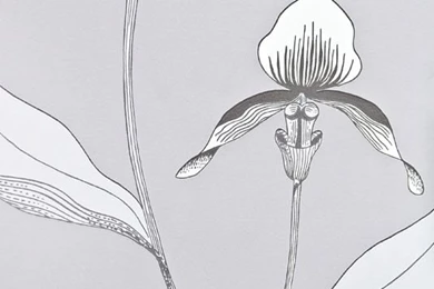 Orchid Designer Floral Wallpapers Grey