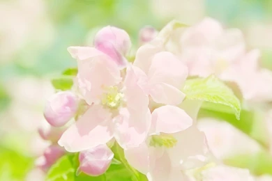 Elegant Flower Photography : Dreamy Sweet Wildflower Wallpapers ...