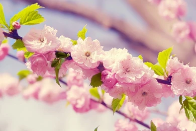 1600x1200px White Sweet Flowers