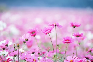 HD Widescreen Colorful Wildflowers : The Brilliant World Of Wild ...