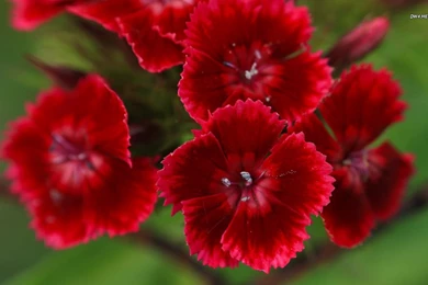 Sweet William Wallpapers   Flower Wallpapers