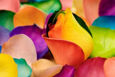 Colorful Flowers Wallpapers 3   Crazy Frankenstein