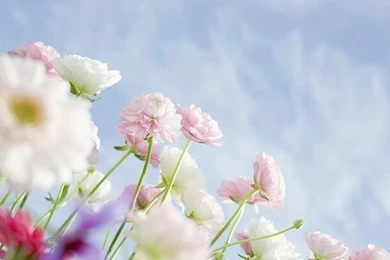 Pink Ranunculus , Ranunculus Flowers Under Blue Sky (1920+1600 ...