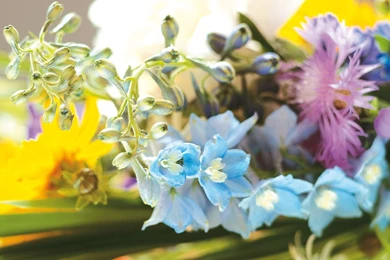 Colorful Flowers Wallpapers 7702 2560 X 1600   WallpaperLayer.com