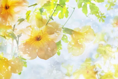 Beautiful Flowers Backgrounds Wallpapers   Free Beautiful Flowers ...