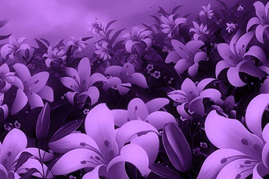 Purple Flowers Backgrounds Wallpapers   40854