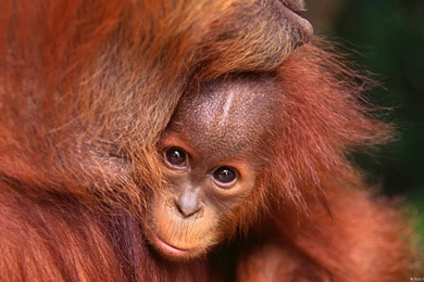Nature Animals Baby Animals Orangutans Wallpapers