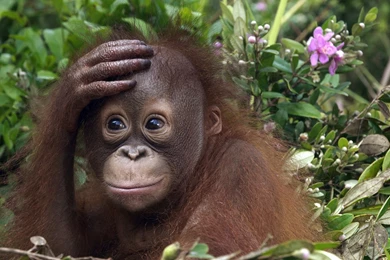 Baby Orangutan Widescreen Wallpapers