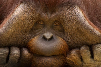 Orangutan HD Wallpapers Free HD Wallpapers   Download Orangutan HD ...