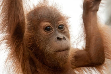 59 Orangutan HD Wallpapers