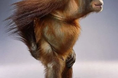Funny Monkey Wallpapers